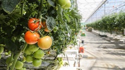 В теплицах Ставрополья вырастили 38 тыс. тонн овощей