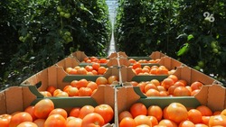 Производители овощей на Ставрополье получат дополнительную господдержку