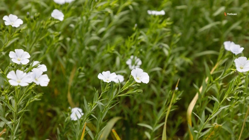 На Ставрополье заготовили достаточный объём препаратов для защиты полей от саранчи