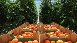 Производство тепличных овощей нарастили на Ставрополье на 14,5%