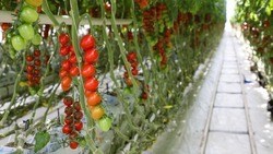 Производство тепличных овощей увеличат в Ставропольском крае