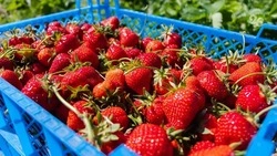 Ставропольское хозяйство нарастило производство клубники в пять раз благодаря соцконтракту 