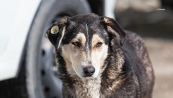Более 1,3 тысячи бродячих собак прошли через программу ОССВ в Ставрополе