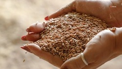 Ставрополье начнёт экспортировать семена в Армению