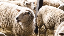 Развитие племенного овцеводства на Ставрополье пройдёт при взаимодействии с Дагестаном
