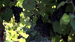 За неделю на Ставрополье собрали 1,2 тонны винограда