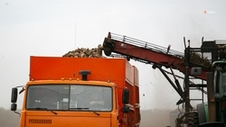 Сбор сахарной свёклы и кукурузы завершают на Ставрополье 