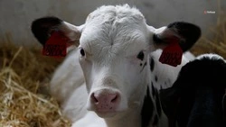 «Молочный» инвестпроект реализуют в Шпаковском округе до 2025 года