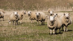 Ставрополье экспортирует в Белоруссию пробную партию овечьих шкур 