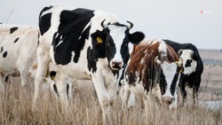 Молочно-товарную ферму достроили в селе Казинка