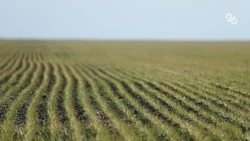 Проект по защите растений с помощью беспилотников представили на конкурс брендов форума «Сильные идеи для нового времени»