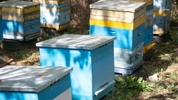 Ставрополец развивает пасеку на средства соцконтракта