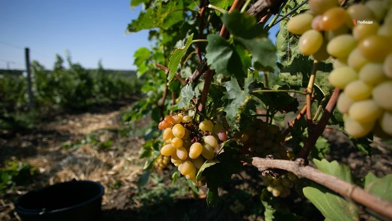 Виноградники Ставрополья успешно пережили зиму 
