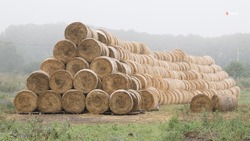 Животноводы Шпаковского округа перевыполнили план по заготовке сенажной массы на зиму