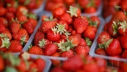 На Ставрополье собрали первый урожай клубники