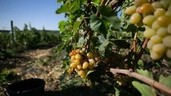 Виноградники Ставрополья успешно пережили зиму 