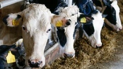 Отрасль животноводства на Ставрополье развивается за счёт инвестиций