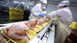 Экспорт мяса птицы в Сербию нарастили на Ставрополье