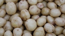 Овощеводы Ставрополья собрали 99 тысяч тонн картофеля