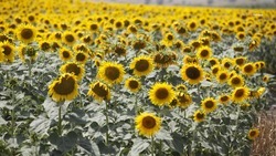 Под кукурузу и подсолнечник на Ставрополье отведут свыше 360 тыс. га полей