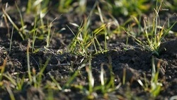 Первая азотная подкормка озимых пройдёт на 1,7 млн га ставропольских полей