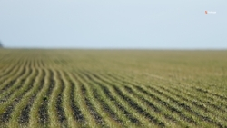 На Ставрополье проверяют семена яровых для посевной 2026 года