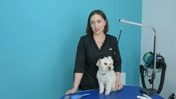 На Ставрополье благодаря соцконтракту открыли грумерский салон