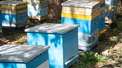 Ставрополец развивает пасеку на средства соцконтракта