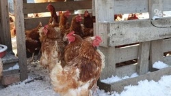 Ставрополье стало поставлять в Китай в несколько раз больше мяса птицы