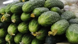 Производство тепличных огурцов нарастили на Ставрополье на 45%