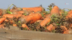 В Шпаковском округе собрали около 800 т моркови 