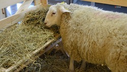 На поддержку овцеводов Ставрополья направили 35,8 млн рублей