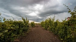 В 2023 году господдержка аграриев Ставрополья по трём направлениям составит свыше 700 миллионов рублей