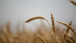 Аграрии Ставрополья собрали 7,8 млн тонн зерна
