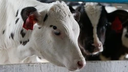 Производство молока наращивают на Ставрополье