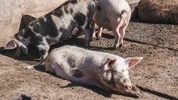 В Шпаковском округе ликвидируют очаг африканской чумы свиней