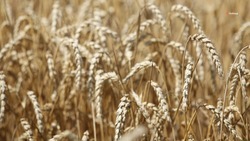 Меры по снижению пошлины на зерно разработают по поручению губернатора Ставрополья