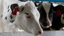 Молочные фермы Ставрополья производят по 150 тонн продукции в сутки — губернатор Владимиров