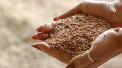 Ставрополье нарастило объёмы товарооборота с Белоруссией