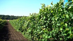 Около 270 га виноградников заложат на Ставрополье в текущем году 