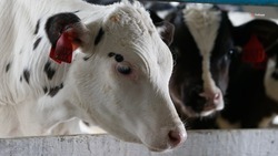 Новая субсидия позволит животноводам компенсировать часть затрат на производство рогатого скота на убой