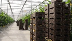 Порядка 80 га тепличных комплексов появится на Ставрополье в 2023 году