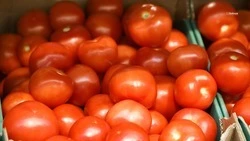 Более 25 тонн ставропольской продукции представили на ярмарке в ЛНР