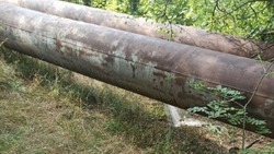 В Ставрополе экологи и коммунальщики решат судьбу мешающих замене канализационных труб деревьев 