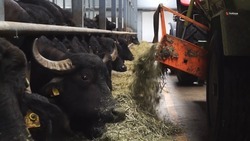 Ставропольский ветеринар: содержать буйволов выгоднее, чем коров
