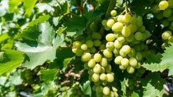 В Ставропольском крае собрали свыше 44 тыс. тонн винограда