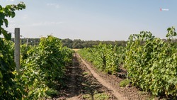 Ещё 116 га виноградников заложили на Ставрополье