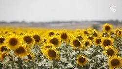 Ставропольцы могут проголосовать за лучшие достижения региона
