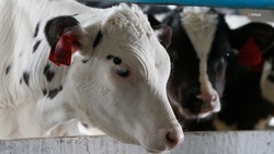 Пять животноводческих предприятий Ставрополья получили грантовую поддержку в 2023 году 