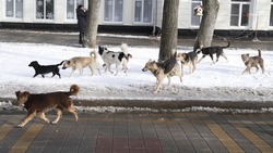 Механизмы взаимодействия на ситуацию с агрессивными бездомными собаками проработают на Ставрополье